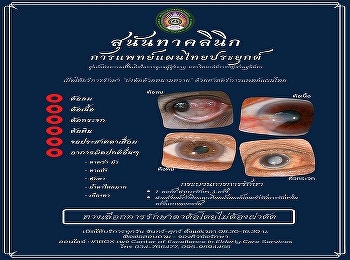 Identify with thorns, rattan Thai
traditional medical procedures used to
treat Relieving catalytic symptoms
(glaucoma, pterygium, cataract,
glaucoma, and other adverse reactions),
a  method using bittersweet, an
important point around the back to
remove t